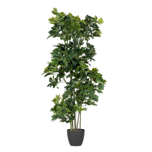 PLANTA SCHEFFLERA ARBORICOLA 60x60x145 CM Ref. 502012