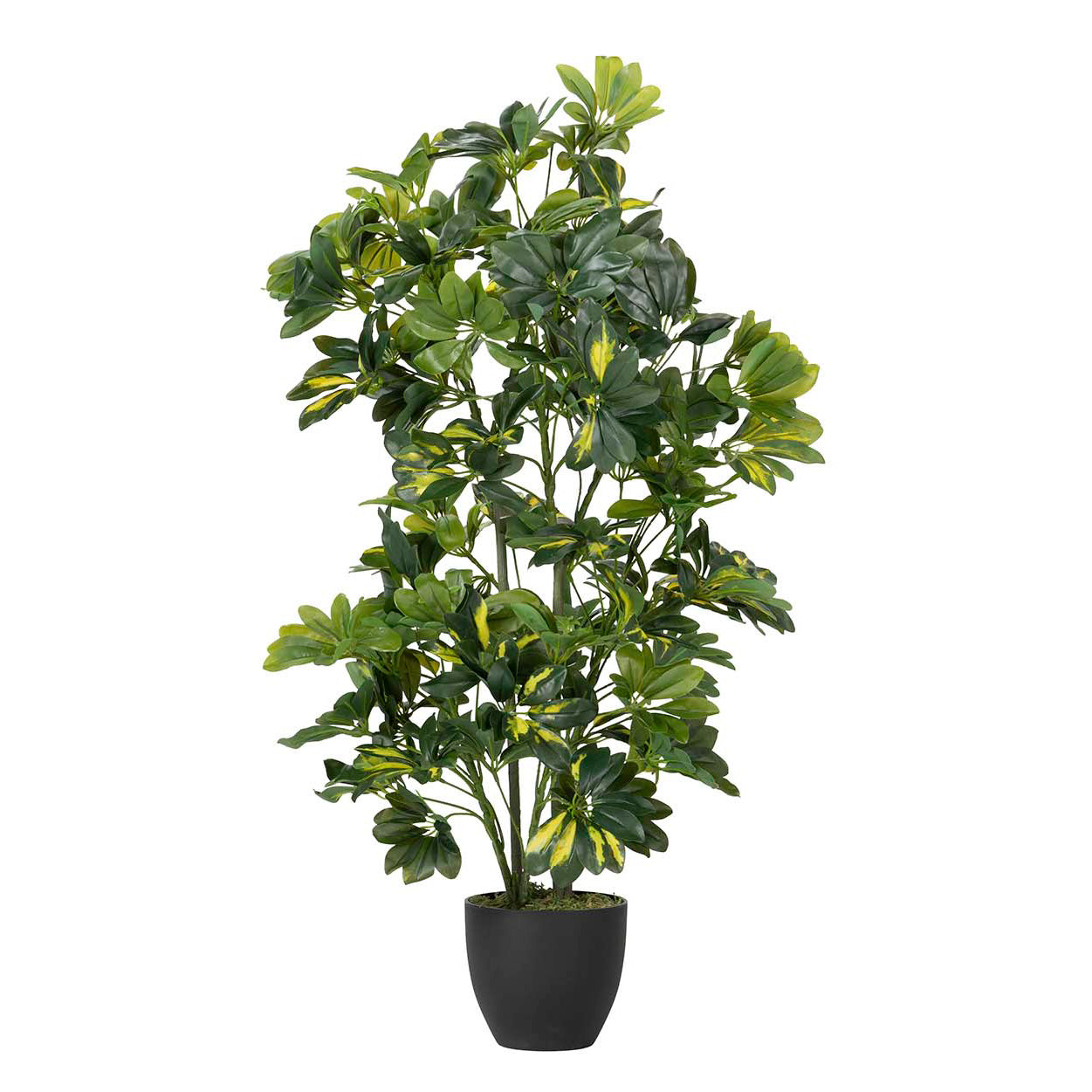 PLANTA SCHEFFLERA ARBORICOLA 50x50x95 CM Ref. 502013