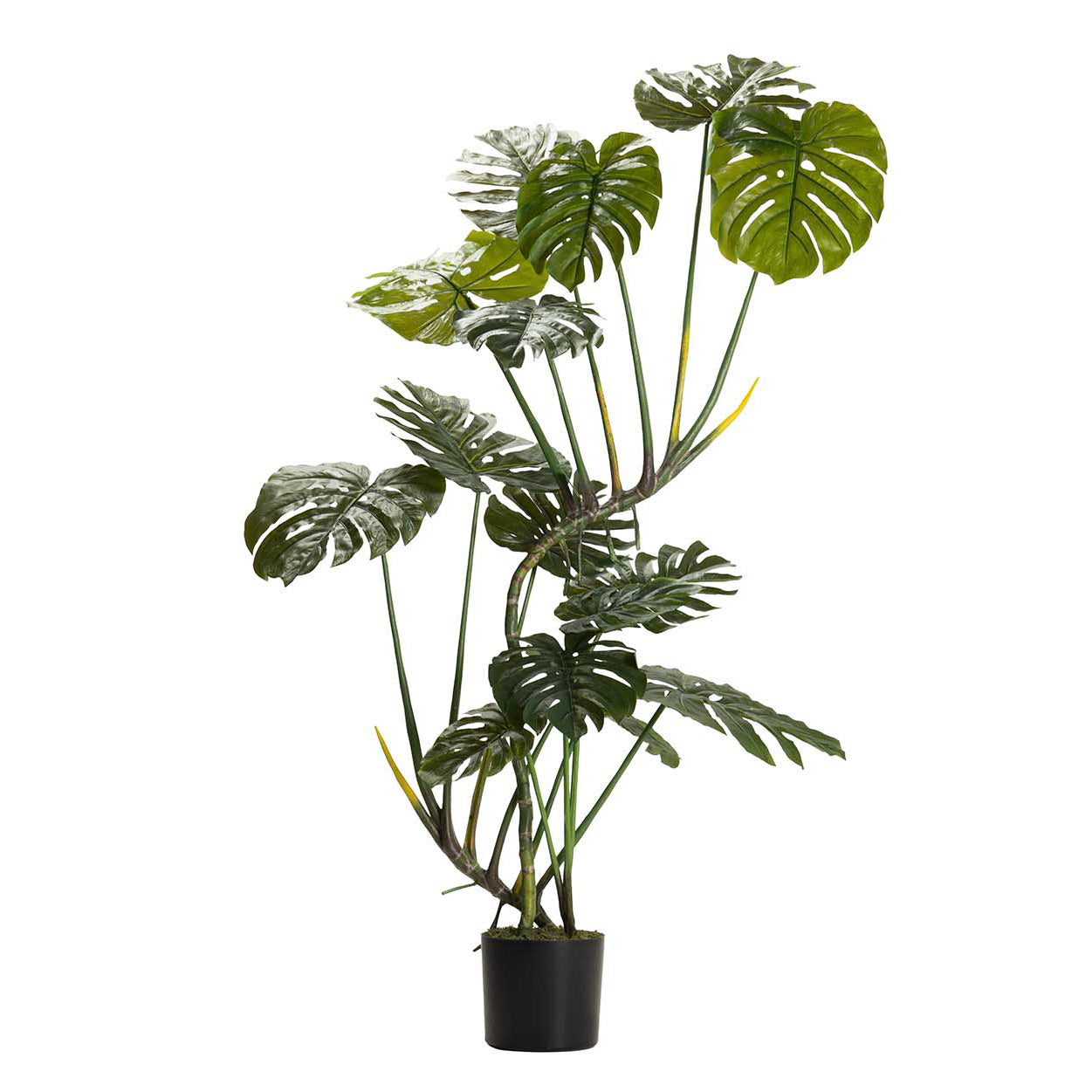 PLANTA MONSTERA 110x70x155 CM Ref. 502016