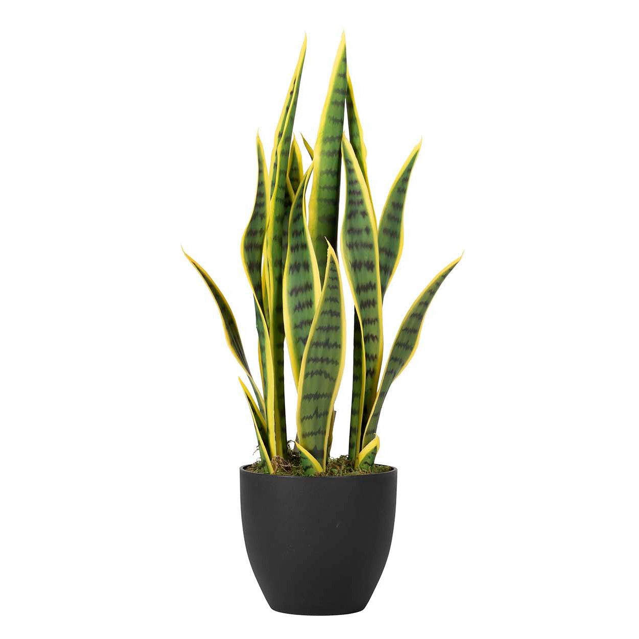 PLANTA SANSEWIERIA TRIFASCIATA 40x18x70 CM Ref. 502021