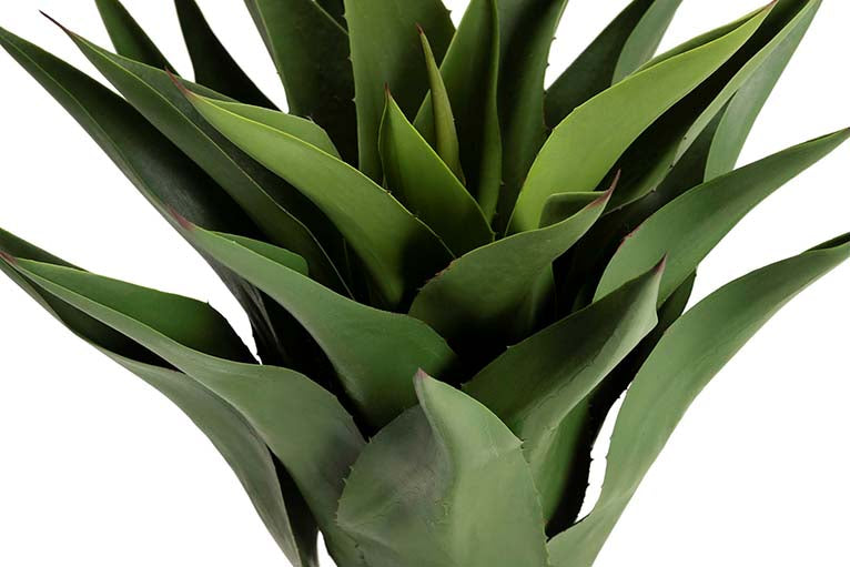 PLANTA AGAVE ATTENUATA 75x75x82 CM Ref. 502023