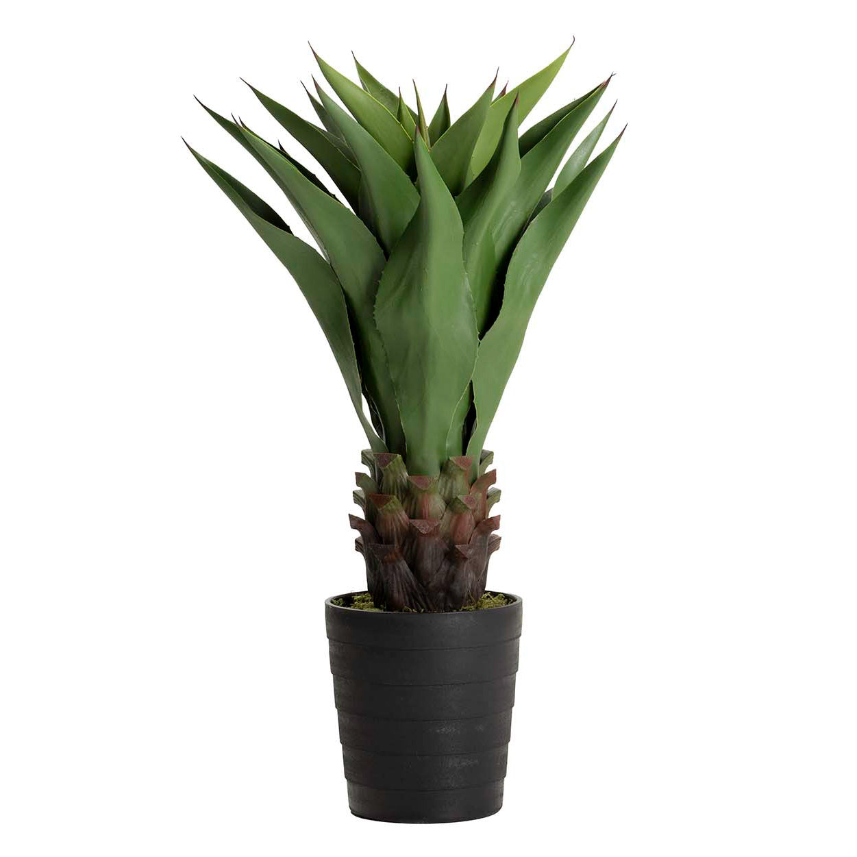 PLANTA AGAVE ATTENUATA 75x75x82 CM Ref. 502023