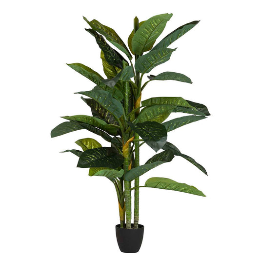 PLANTA DIEFFENBACHIA AMOENA CON MACETA 70x70x160CM Ref. 502056