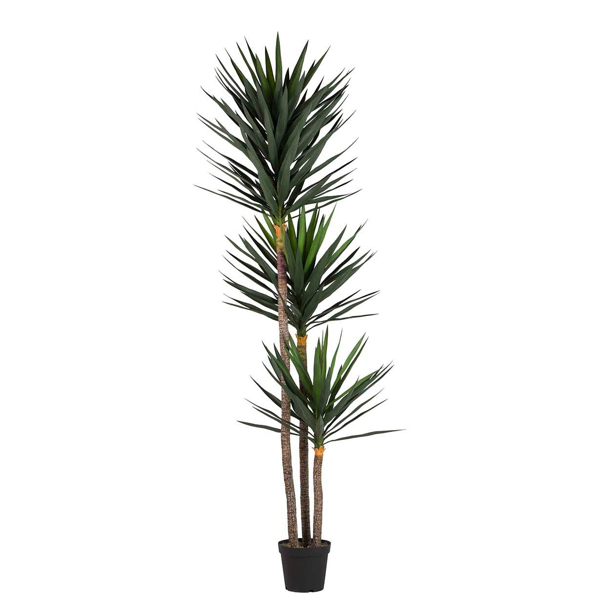 PLANTA YUCCA CON MACETA 70x70x250 CM Ref. 502066